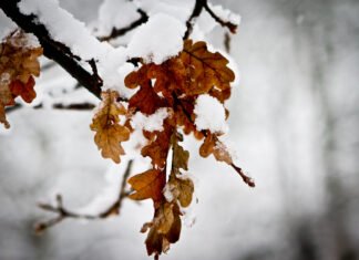 Под Киевом выпал первый снег: какой будет погода в столице в ближайшие дни (фото)