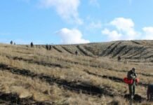 Дуб звичайний, горіх грецький та чорний: на Чернігівщині висадили понад 12,5 тисяч дерев