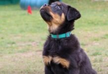 Кінологічний підрозділ Чернігова поповнився трьома цуценятами