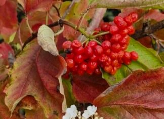 Сигнал природи чи аномалія: на Чернігівщині зацвіла калина у жовтні (Фото)