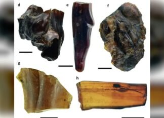 В янтаре нашли целый затерянный лес: в нем обнаружили даже пауков с паутиной (фото)