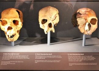 Неандертальцы вымерли из-за генов: ученые раскрыли новые подробности