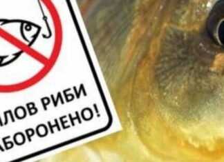 З 1 листопада на Чернігівщині діятиме заборона на вилов риби на зимувальних ямах: які штрафи