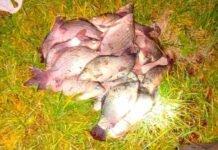 На Чернігівщині у браконьєра вилучили 31 карася сріблястого. Збитки – майже 50 тисяч гривень