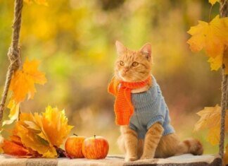 Погода в Україні 6 листопада: тепло до +15°C і сухо