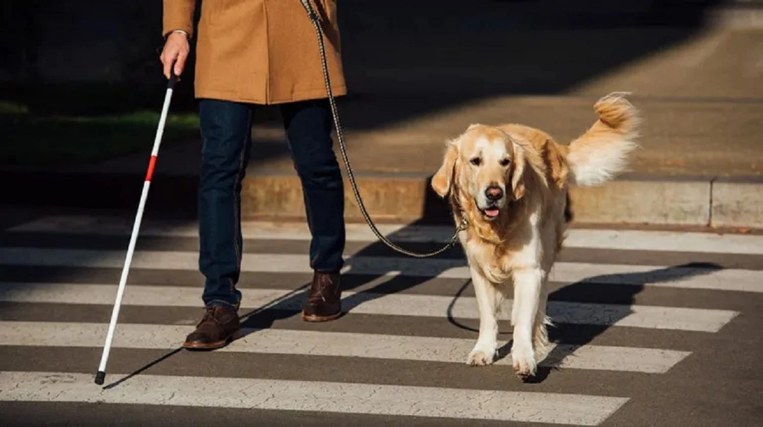 Міжнародний день сліпих та Всесвітній день доброти: що відзначають 13 листопада