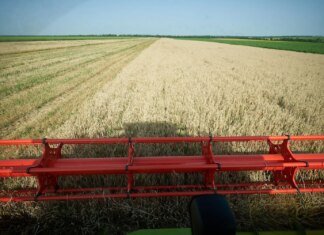 Жнива-2025: Україна зібрала близько 48 млн тонн зерна з 84% засіяних полів