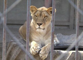 Другу левицю, що втекла у Хмельницькому, знайшли