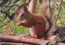 Білка на псевдо "Дейл" завітала до прикордонників у Серебрянському лісі