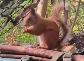 Білка на псевдо "Дейл" завітала до прикордонників у Серебрянському лісі