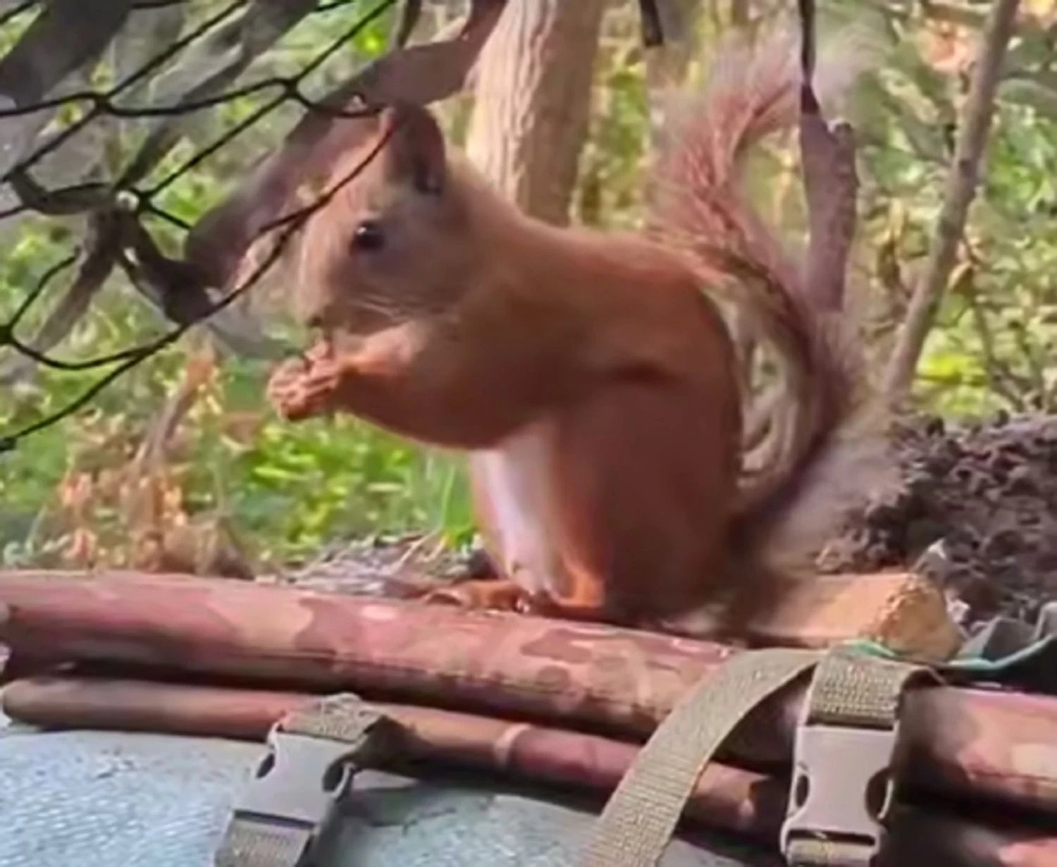 Білка на псевдо "Дейл" завітала до прикордонників у Серебрянському лісі