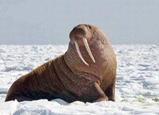 Всесвітній день еволюції, День моржа, Міжнародний день вина “Карменер”: що відзначають 24 листопада