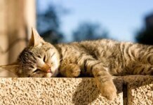 В Україну йде потепління: якої погоди очікувати 26 листопада