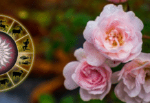 Гороскоп на тиждень 10-16 листопада: Тільцям – успіх у справах, Левам – новини з далеку, Рибам — натхнення