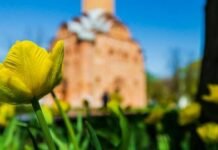 Майже 1,2 млн на красу: у Чернігові закуплять 40 500 цибулин тюльпанів