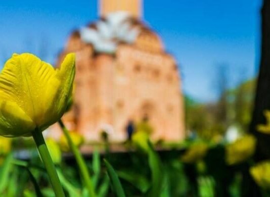 Майже 1,2 млн на красу: у Чернігові закуплять 40 500 цибулин тюльпанів