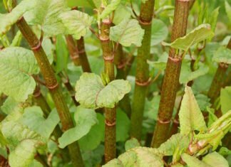 Чем сорняки отличаются от растений: разница невелика и напрямую связана с людьми