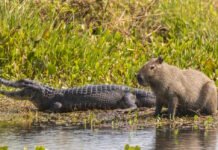 Самые дружелюбные животные в мире: почему крокодилы не нападают на капибар (видео)