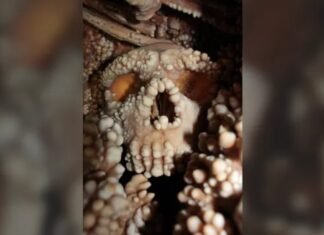 Нос одного неандертальца загнал палеонтологов в тупик: что с ним не так