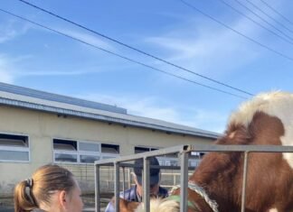 Чотири багатодітні родини Корюківського району отримали молодих корів молочної породи