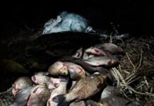 Рибалка на Чернігівщині наловив риби майже на 50 тисяч гривень (Фото)