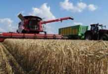 Чернігівщина серед лідерів за врожайністю зернових