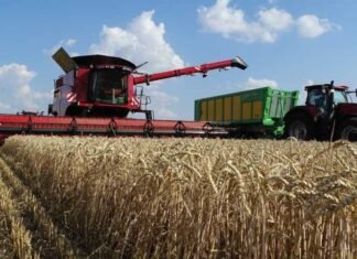 Чернігівщина серед лідерів за врожайністю зернових