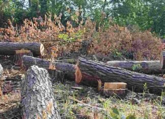 КЭКЦ обратился в прокуратуру по поводу незаконной выдачи Минэкологией лимитов на рубку деревьев в заповедниках