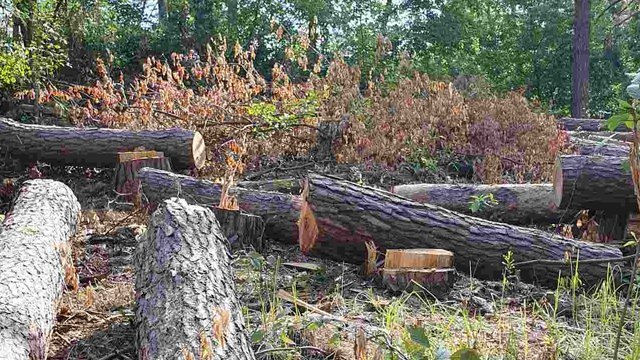 КЭКЦ обратился в прокуратуру по поводу незаконной выдачи Минэкологией лимитов на рубку деревьев в заповедниках