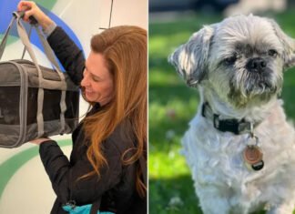 Женщина клонировала покойную собаку за $50 тысяч и теперь жалеет о своем решении (фото)