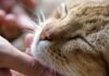 У Сновській громаді зафіксовано випадки сказу тварин: провакциновано 12 людей