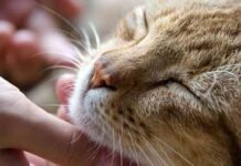 У Сновській громаді зафіксовано випадки сказу тварин: провакциновано 12 людей