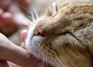 У Сновській громаді зафіксовано випадки сказу тварин: провакциновано 12 людей