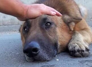 На Чернігівщині домашня собака померла від сказу після бійки з лисицею