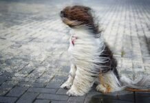 На Чернігівщині оголосили штормове попередження: вночі очікується сильний вітер