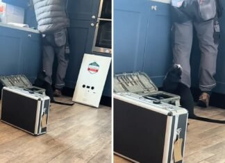 Женщина вызвала сантехника на дом: она не была готова к реакции кота на это (фото)