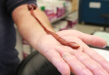 Гигантский ленточный червь оказался самым старым в мире: сколько лет рекордсмену (фото)