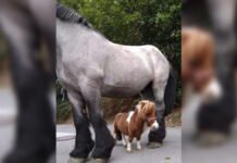 Самая миниатюрная лошадь в мире ниже годовалого ребенка: каков ее рост (видео)