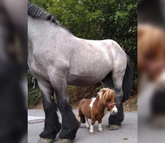 Самая миниатюрная лошадь в мире ниже годовалого ребенка: каков ее рост (видео)