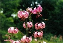 Лілія лісова на Чернігівщині: червонокнижний символ хоробрості й стійкості