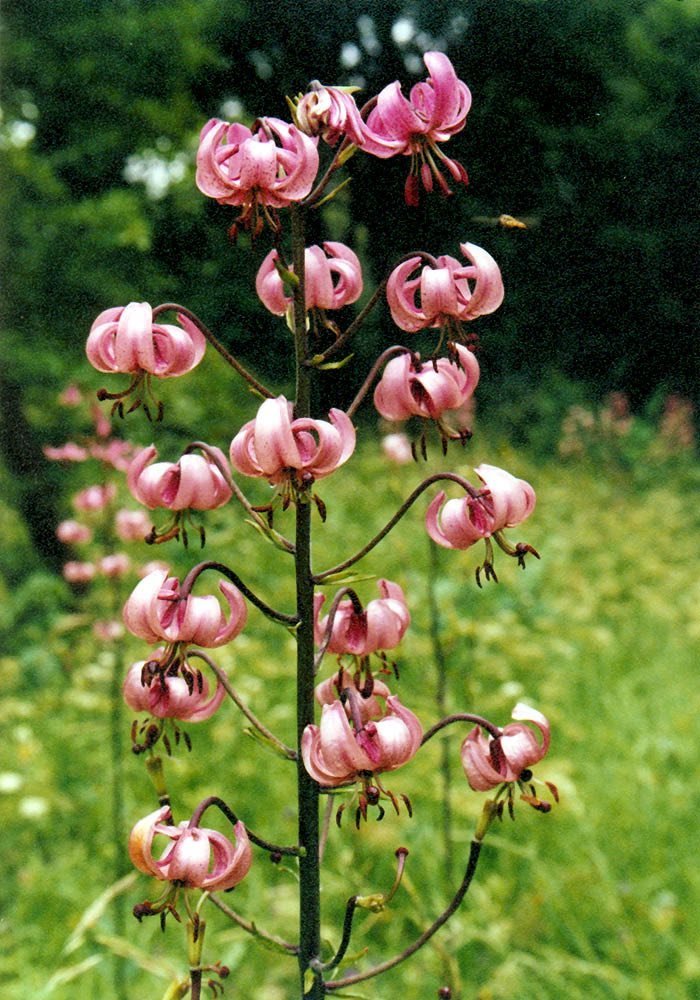 Лілія лісова на Чернігівщині: червонокнижний символ хоробрості й стійкості
