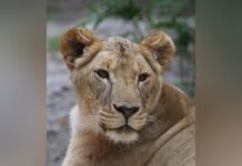 Спасенная под Харьковом львица умерла в Южной Африке (фото)