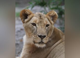 Спасенная под Харьковом львица умерла в Южной Африке (фото)