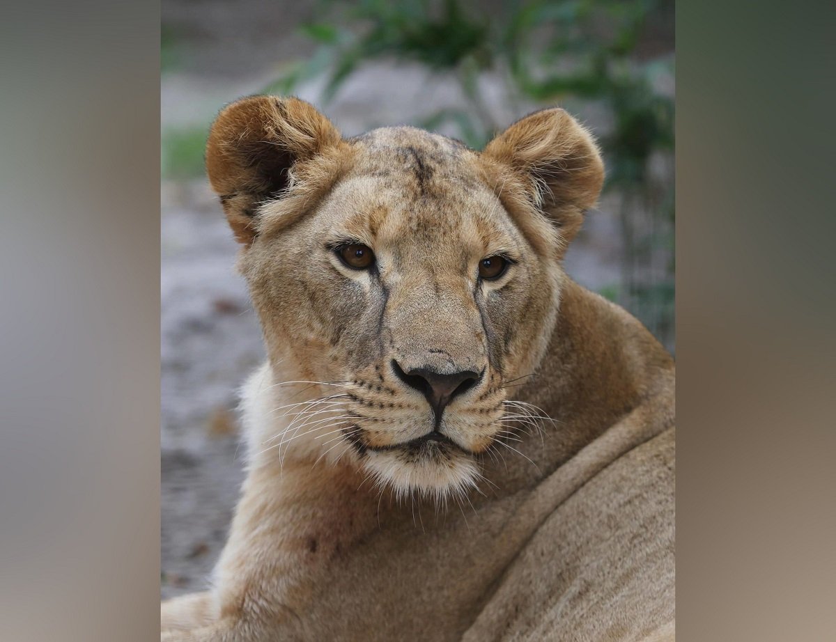 Спасенная под Харьковом львица умерла в Южной Африке (фото)