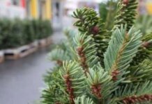 На Чернігівщині виявили незаконну заготівлю та збут ялинок