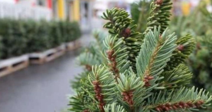 На Чернігівщині виявили незаконну заготівлю та збут ялинок