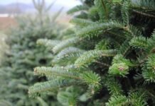 На Чернігівщині триває перевірка законності заготівлі та продажу новорічних ялинок