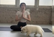 Самое милое снятие стресса: студия йоги со щенками и котятами стала вирусной в сети (фото)