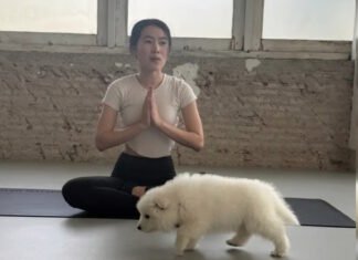 Самое милое снятие стресса: студия йоги со щенками и котятами стала вирусной в сети (фото)