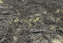 У Корюківському районі знайшли залишки російського БпЛА з касетними боєприпасами (Фото)